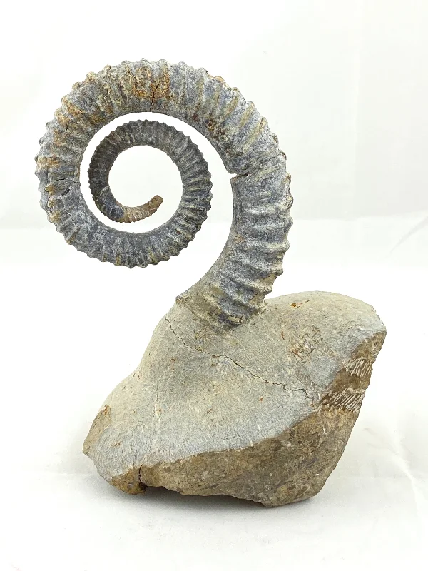 Best necklaces and pendants with crystal accents for a sparkling and elegant style-Heteromorph Ammonite Fossil