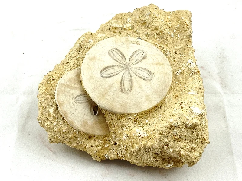 Simple necklaces and pendants with tiny charms for a delicate and casual vibe-Echinoderm Fossils